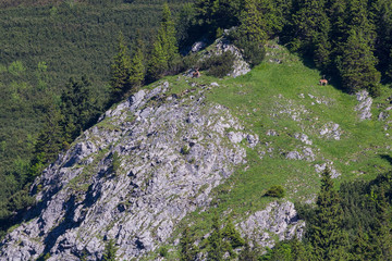 Deers in Ticha Valley, High Tatras, Slovakia