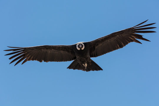 peruvian condor soaring in the sky