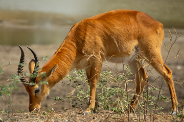 Profile view of Puku antelope grazing, long shot