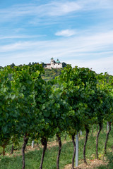 Fototapeta na wymiar Blick auf den Leopoldsberg aus dem Weingarten nähe Wien