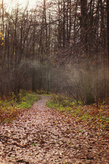 A path covered with fallen leaves goes into the distance into the autumn forest with foggy haze