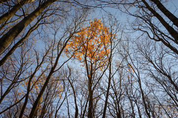 lonely yellow tree among trees without foliage