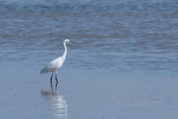 aigrette garsette "egretta garzetta"