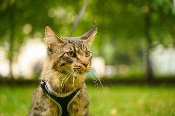 Beautiful grey maine coon cat in leash and harness walking in the city park on the green grass