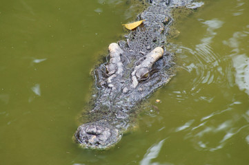 Big dangerous crocodile in lake water