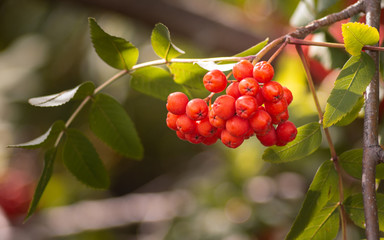 rowan branch with bright red berries