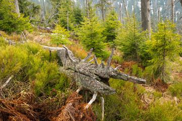 Primeval forest in Big Fatra, Slovak republic