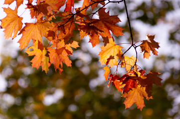 branch of bright yellow leaves in the autumn in the park