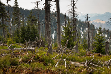 Primeval forest in Big Fatra, Slovak republic