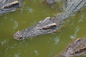 Crocodiles in the water close up