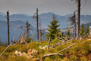 Primeval forest in Big Fatra, Slovak republic