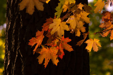 branch of bright yellow leaves in the autumn in the park