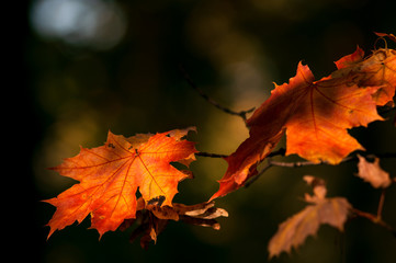 branch of bright yellow leaves in the autumn in the park