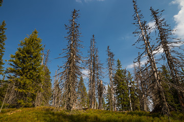 Primeval forest in Big Fatra, Slovak republic