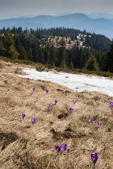 Primeval forest in Big Fatra, Slovak republic
