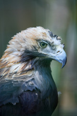 Portrait of the golden eagle (Latin: Aquila chrysaetos), one of the best-known birds of prey in the Northern Hemisphere. Majestic head of the beautiful hunter. Estonia, North Europe