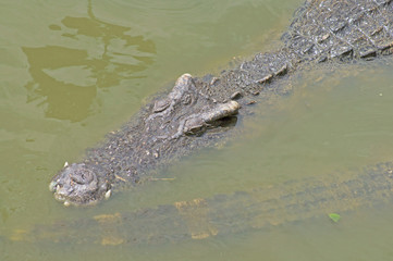 Dangerous crocodiles in green lake water