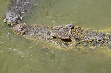 Dangerous crocodiles in green lake water