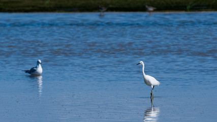 aigrette garsette 