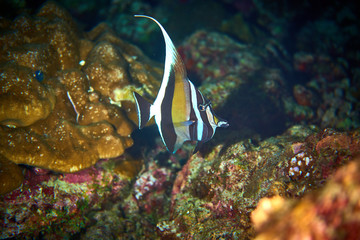 Moorish idol