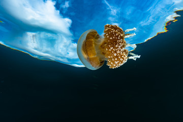 Palau Jellyfish Lake (Mastigias cf. papua etpisoni)