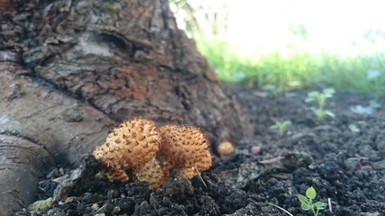 Beautiful toxic mushrooms at the forest, macro shot.