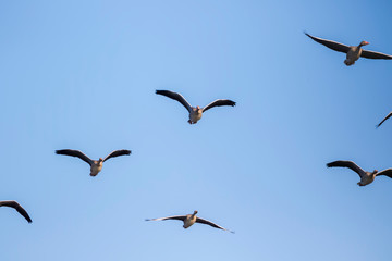 Ducks in migration over Kopacki rit wetland, Croatia