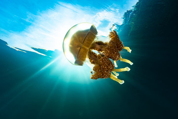 Palau Jellyfish Lake (Mastigias cf. papua etpisoni)