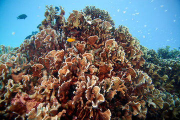 Coral reef