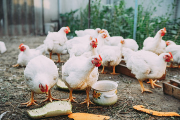 white hens on the farm. chickens. bird flu