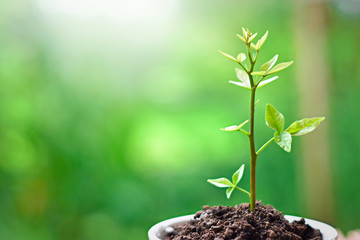 Plant a small tree in a pots, place it on a table with natural background.