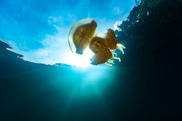 Palau Jellyfish Lake (Mastigias cf. papua etpisoni)