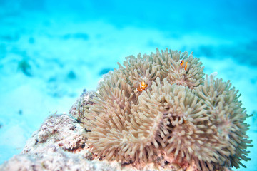 Fototapeta na wymiar false clown anemonefish