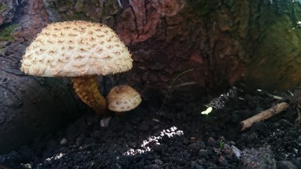 Beautiful toxic mushrooms at the forest, macro shot.