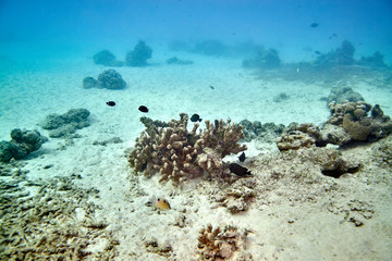 Coral reef