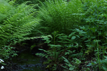 A small stream flows between thickets of green fern