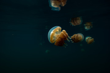 Obraz na płótnie Canvas Palau Jellyfish Lake (Mastigias cf. papua etpisoni)
