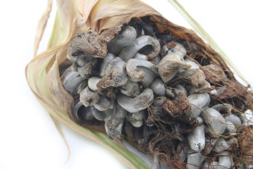 Ustilago maydis disease on corn cob isolated on white background. Fungal disease on a corn cob also called corn smut