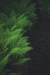 Many bushes of green fern in the forest top view