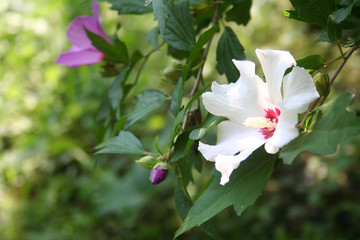 White and purple flowers of Hibiscus syriacus or Rose of Sharon in the garden. Rose of Sharon bush in bloom on summer