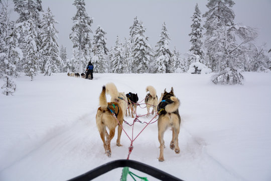 huskies pulling a sled