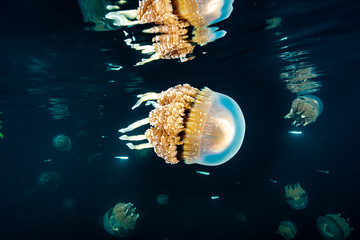 Palau Jellyfish Lake (Mastigias cf. papua etpisoni)