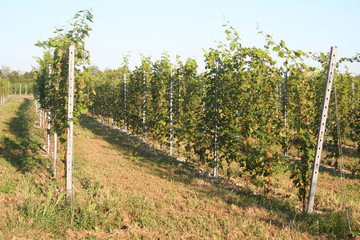 Fototapeta na wymiar Italian vineyard on summer. Vine plants growing in the field on a sunny day