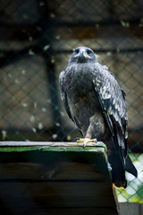 america, animal, aquila, avian, beak, bird, birding, born killer, brown, buzzard, captivity, captured, chrysaetos, claws, common diurnal raptor, curious, eagle, falcon, falconry, feathers, flight, gol © Ingrid
