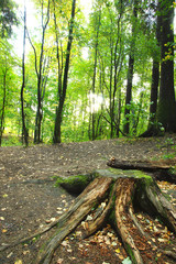 Early autumn in the forest. A stump opposite the green sunny forest