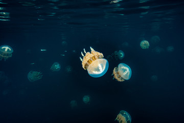 Palau Jellyfish Lake (Mastigias cf. papua etpisoni)