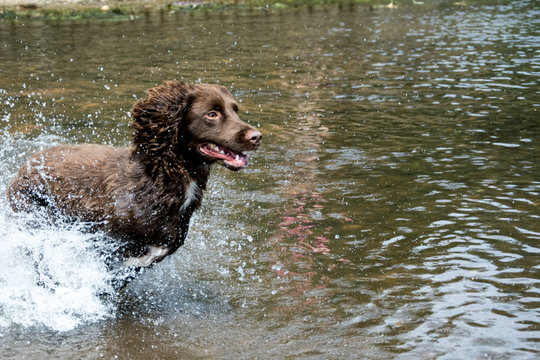 dog running through water