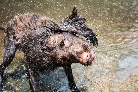 dog shaking with water drops