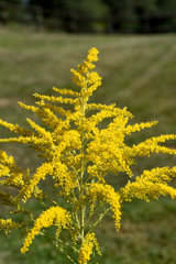 Kanadische Goldrute, Solidago canadensis