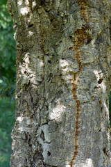 Korkeiche, Quercus suber